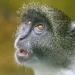 Hvilket materiale er bedst egnet til en duffelbag?